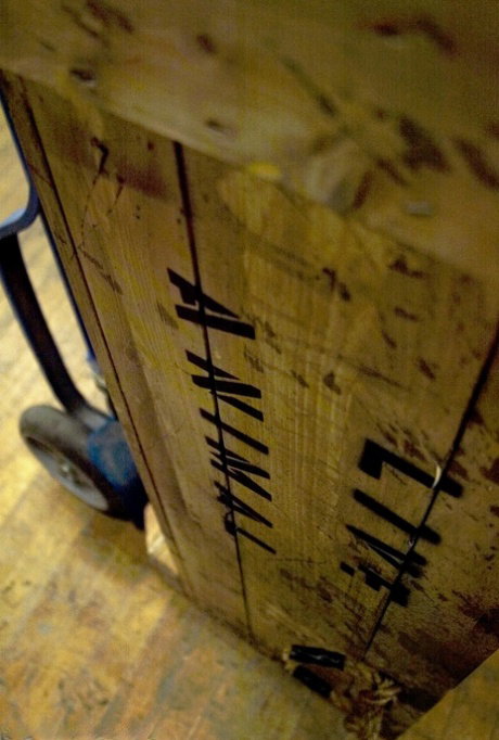 Julie Night is freed from a wooden box before being placed in bondage